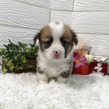 ウェルシュ・コーギー・ペンブローク【茨城県・男の子・2025年9月28日・レッド&ホワイト】の写真「💖社交的な子💖💖 全額表示💰クレジット🆗」