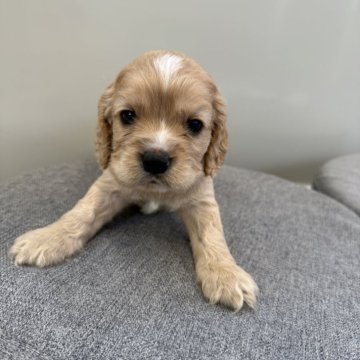 アメリカンコッカースパニエル【茨城県・男の子・2025年10月19日・バフ&ホワイト】の写真「人と触れ合うのは大好き❤」