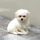 ビションフリーゼ