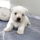 ウエストハイランドホワイトテリア