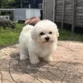 ビションフリーゼ