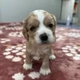 アメリカンコッカースパニエル【茨城県・男の子・2025年10月19日・バフ&ホワイト】の写真1