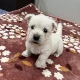 ウエストハイランドホワイトテリア