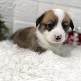 ウェルシュ・コーギー・ペンブローク