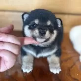 豆柴