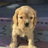 アメリカンコッカースパニエル