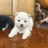 豆柴