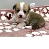 ウェルシュ・コーギー・ペンブローク【茨城県・男の子・2025年10月5日・レッドホワイト】の写真1