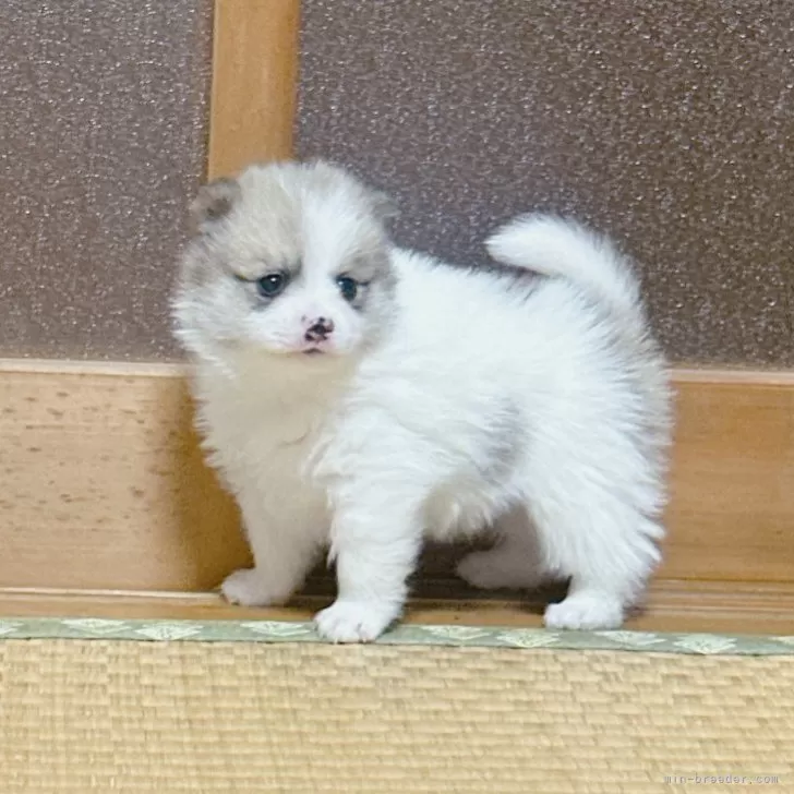 ID:2402-00894の子犬