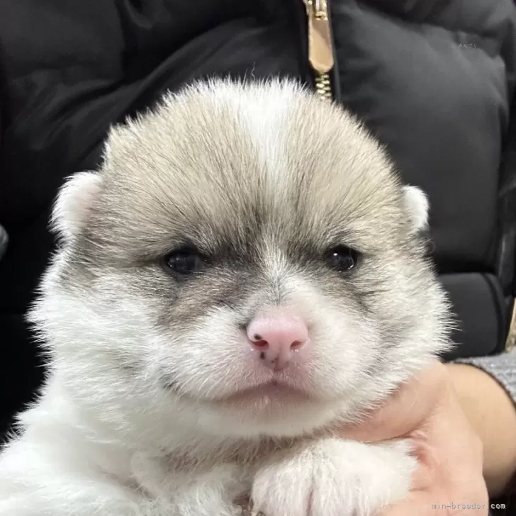 ID：2401-07223の子犬