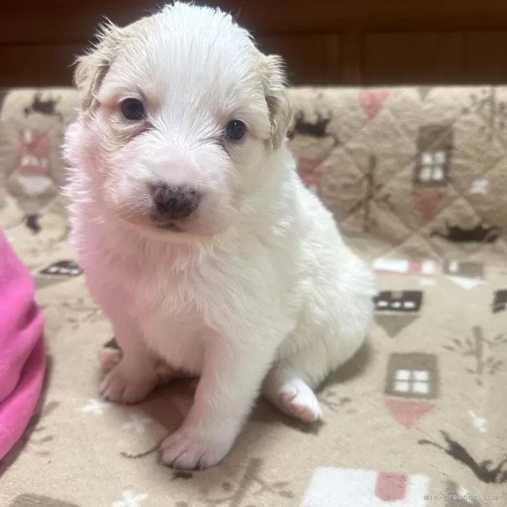 ID：2402-03295の子犬