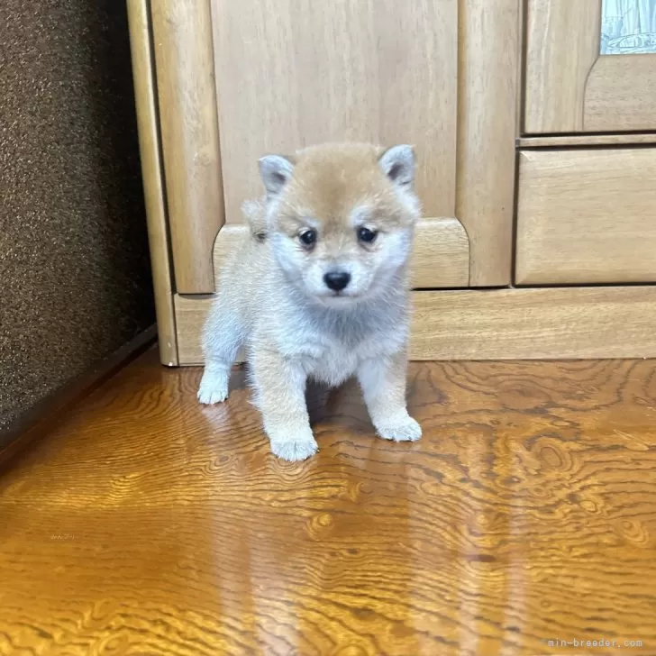 ID:2404-00834の子犬