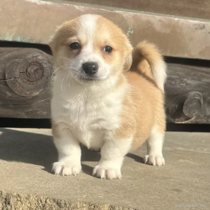 ID：2312-03608の子犬