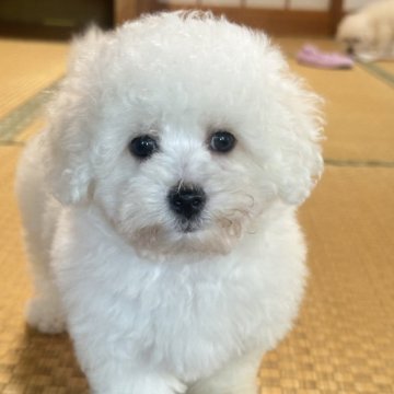 ビションフリーゼ【茨城県・男の子・2024年2月25日・白】の写真「⭐️爆毛⭐️足短い🐾」