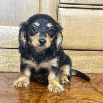 ミニチュアダックスフンド(ロング)【茨城県・女の子・2024年4月26日・ブラックタン】の写真「人に懐いて、元気な女の子」