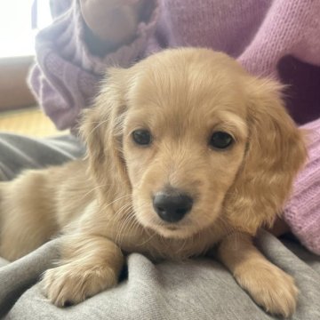 ミニチュアダックスフンド(ロング)【茨城県・女の子・2023年11月2日・イエロー】の写真「キュートな女の子　人大好き💕抱っこ大好き💕」