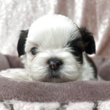 シーズー【愛知県・女の子・2025年11月17日・ゴールド&ホワイト】の写真「顔の柄が少しずれていますが、可愛い顔の女の子です！」