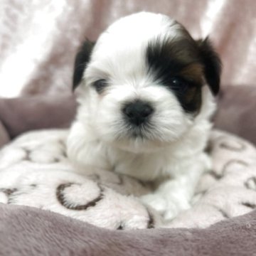 シーズー【愛知県・男の子・2025年11月17日・ゴールド&ホワイト】の写真「かわいい元気な男の子です！」