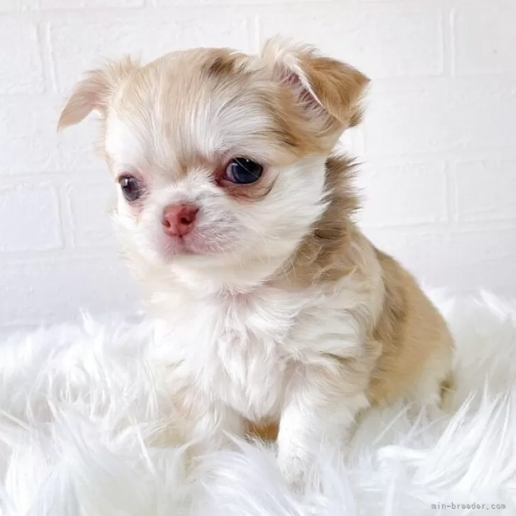 チワワ(ロング)【徳島県・女の子・2025年10月16日・イザベラマール&amp;ホワイト】の写真1