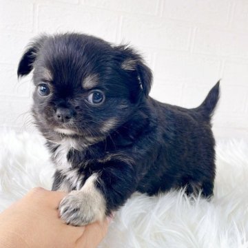 チワワ(ロング)【徳島県・女の子・2025年10月16日・ブラックタン&ホワイト】の写真「可愛い子です✨」