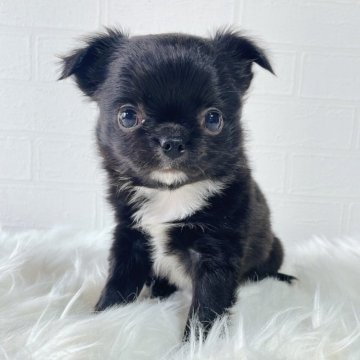 チワワ(ロング)【徳島県・女の子・2024年10月14日・ブラック&ホワイト】の写真「可愛い子です✨」