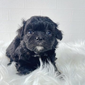 チワプー(チワワ×トイプードル)【徳島県・男の子・2024年10月18日・ブラック&ホワイト】の写真「もふもふで可愛い子です✨」