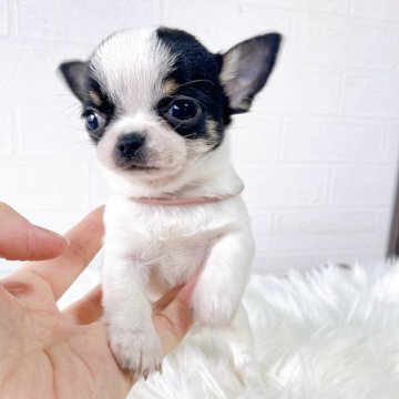 チワワ(スムース)【徳島県・男の子・2025年10月12日・ブラックホワイト&タン】の写真「小さな可愛い子です✨」