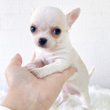 チワワ(スムース)【徳島県・女の子・2025年10月12日・クリーム&ホワイト】の写真「小さな可愛い子です✨」