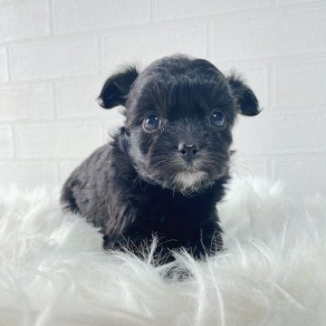 チワプー(チワワ×トイプードル)【徳島県・女の子・2024年10月18日・ブラック&ホワイト】の写真「もふもふで可愛い子です✨」