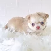 チワワ(ロング)