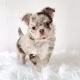 チワワ(ロング)