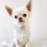 チワワ(ロング)【徳島県・男の子・2025年6月9日・クリーム&ホワイト】の写真1