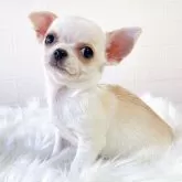 チワワ(スムース)