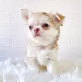 チワワ(ロング)