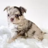 チワワ(ロング)