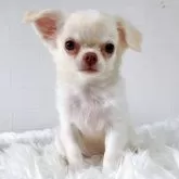 チワワ(ロング)