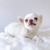 チワワ(ロング)