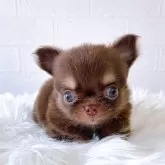 チワワ(ロング)