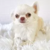 チワワ(ロング)