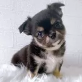 チワワ(ロング)【徳島県・男の子・2025年4月24日・ブラッククリーム&ホワイト】の写真6