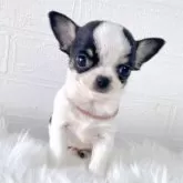 チワワ(スムース)【徳島県・男の子・2025年10月12日・ブラックホワイト&タン】の写真3