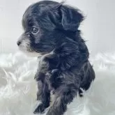 チワプー(チワワ×トイプードル)【徳島県・男の子・2024年10月18日・ブラック&ホワイト】の写真3