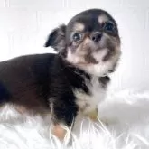 チワワ(ロング)【徳島県・男の子・2025年4月24日・ブラッククリーム&ホワイト】の写真4