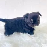 チワワ(ロング)【徳島県・女の子・2025年10月16日・ブラックタン&ホワイト】の写真8