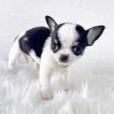 チワワ(スムース)【徳島県・男の子・2025年10月12日・ブラックホワイト&タン】の写真5