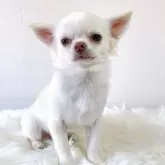 チワワ(ロング)【徳島県・男の子・2025年6月9日・クリーム&ホワイト】の写真2