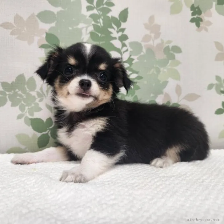 ID:2307-00067の子犬