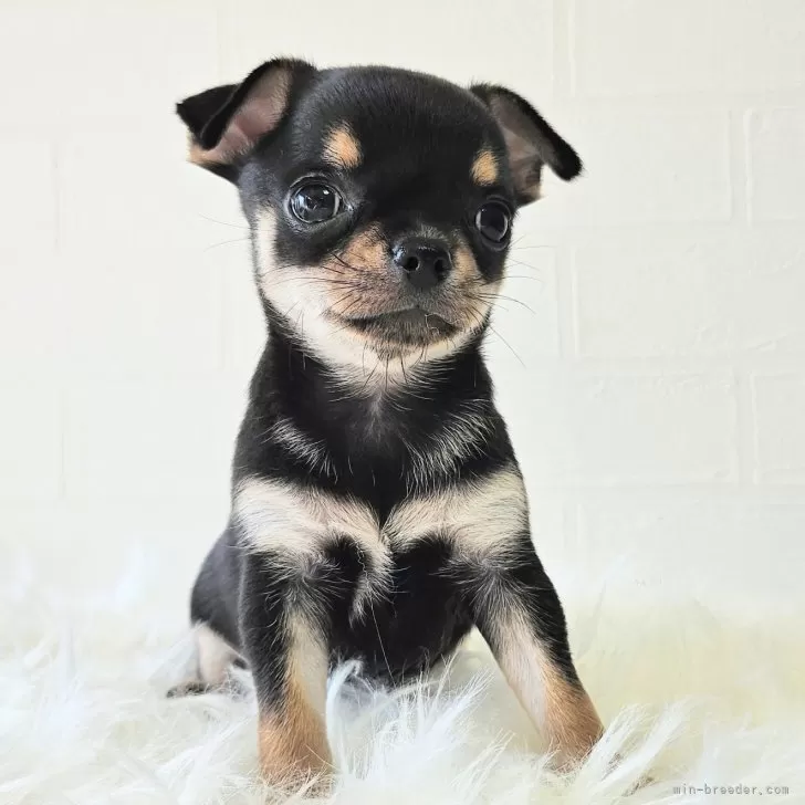 ID：2409-03554の子犬