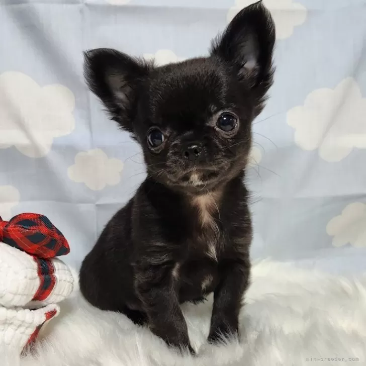 ID:2312-00297の子犬