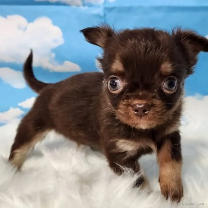 ID：2312-00300の子犬